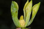 Cucumber tree